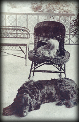 extporchdogs.jpg