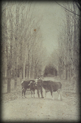 farmcattle.jpg