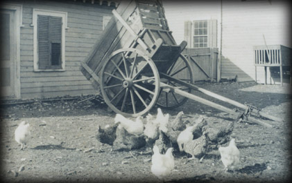 farmchickens.jpg