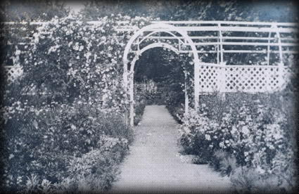 gardenroses.jpg