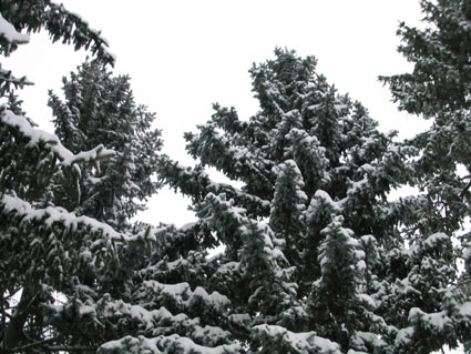 evergreens.jpg