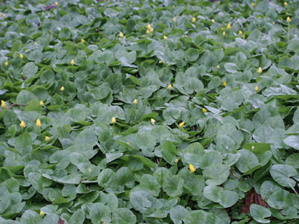 flowercarpet.jpg