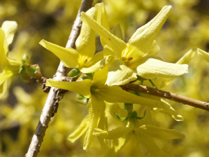 forsythia.jpg