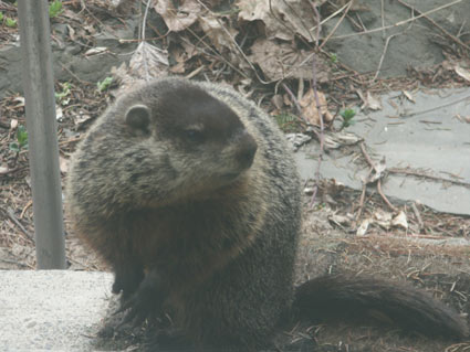groundhog.jpg