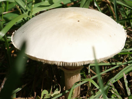 mushroom.jpg