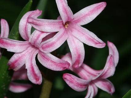 pinkflower.jpg