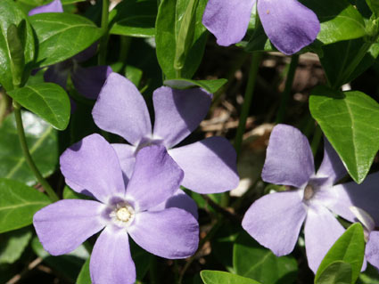pupleflowers.jpg