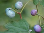 berries.jpg