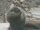 groundhog.jpg