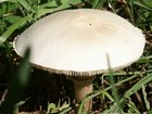 mushroom.jpg
