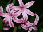 pinkflower.jpg