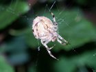 spider.jpg