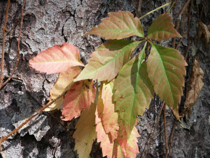 treevine.jpg