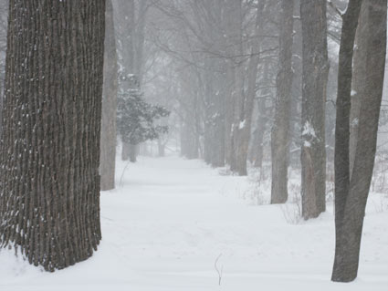 wintersouthrdpath.jpg