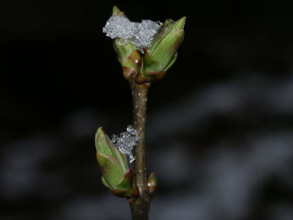 wintersprout.jpg